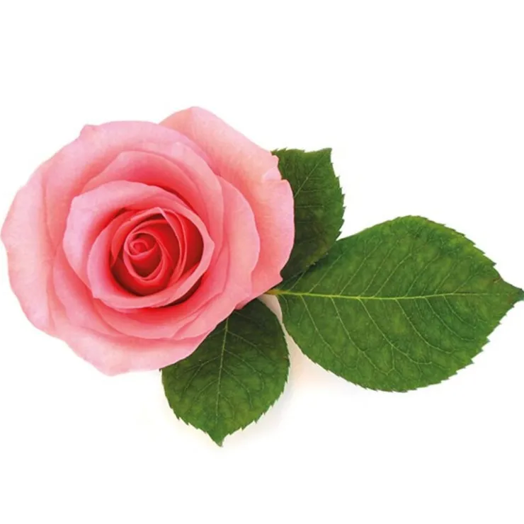 Extrait de rose 5% 50 ml-Cerf Dellier Outlet