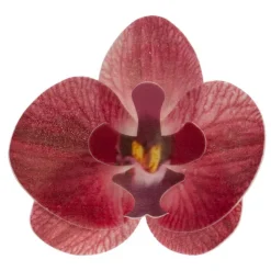 Orchidées rouges azyme (x10)-Cerf Dellier Hot